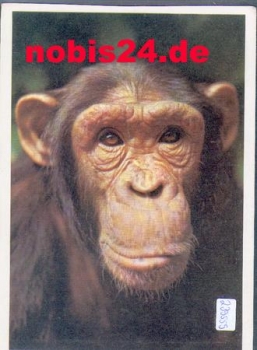 monkey chimpanzee bred circa 1950