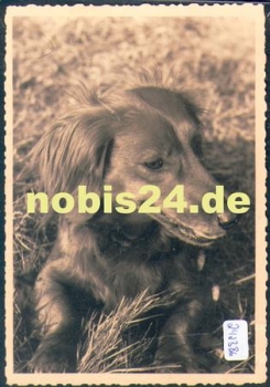 Dachshund real photo no AK. * approx. 1950