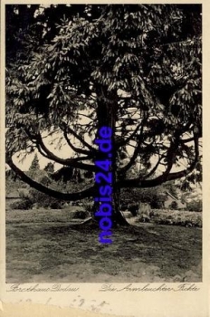 23701 Dodau Armleuchtenfichte  *ca.1930