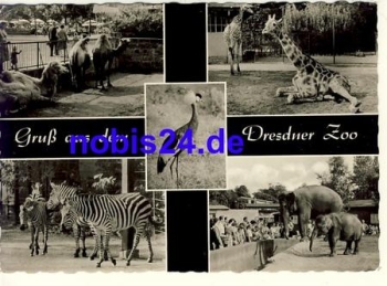 Dresden zoo animal park animals o 1965