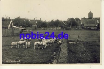 Oosterend Texel sheep *ca.1942