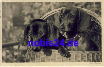 Dachshund real photo o 1931