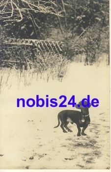 Dachshund in the snow artist card * around 1930