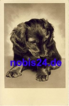 Dachshund * around 1940