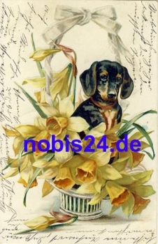 Dackel Blumen Prägekarte o 1906