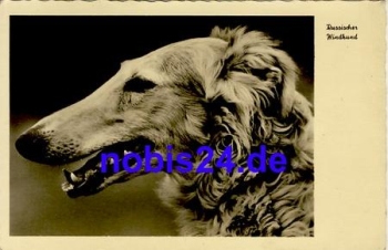 Russischer Windhund *ca.1965