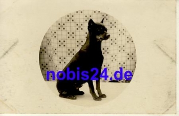 Junger Hund *ca.1930
