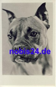 Young boxer dog *ca.1950