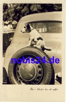 Fox Terrier on car o 1941