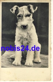 Fox Terrier Dog o 1914