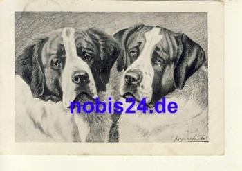 St. Bernard dog o 1909