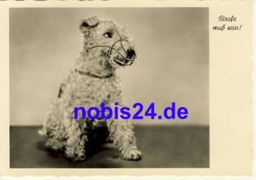 Fox Terrier *ca.1950
