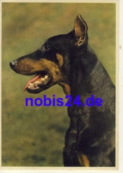Doberman dog *ca.1940