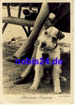 Fox Terrier o 1942