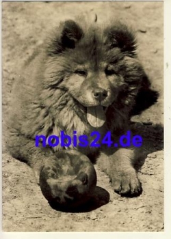 Chow Chow dog o ca.1965