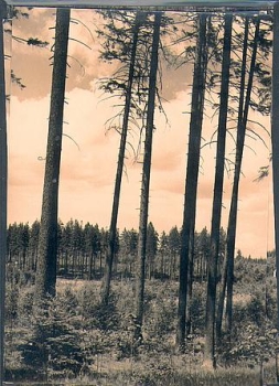 Tharander Wald *1965 Hanich1533