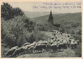 Schafe Schafsherde o 11.6.1974