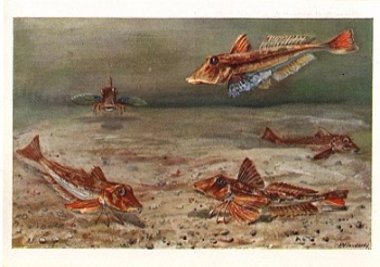 Fish, gurnards, swimming and walking * ca. 1960