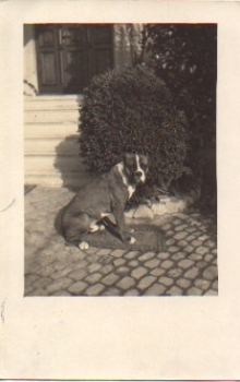 Dog sitting on doormat real photo o 2.2.1924