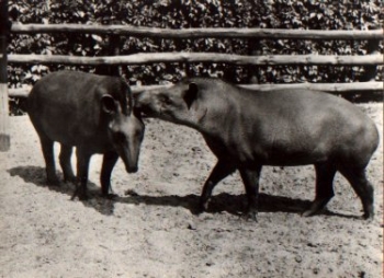 South American Tapir no AK * ca. 1950
