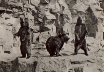 Kamchaka bears, Tierpark Berlin Zoo, gebr. January 24, 1974