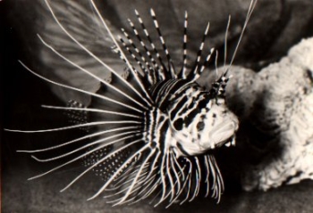 Radiant fire fish * approx. 1980