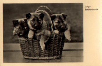 Young shepherd dogs in a basket * ca. 1960