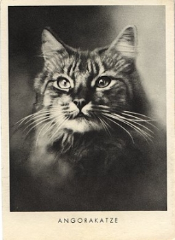 Angorakatze, * ca. 1950