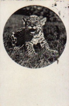 Wildcat Young Jaguar o 18.6.1930