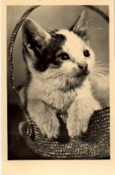 Cat in a bast basket * approx. 1960