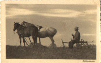 Farming Horses in front of a plow with a farmer o September 10, 1937