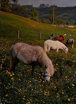 Horses ponies pony in the pasture o 09/30/1974