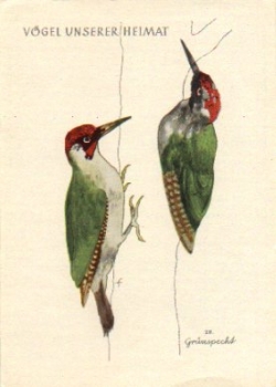 Green woodpecker drawing * ca. 1950