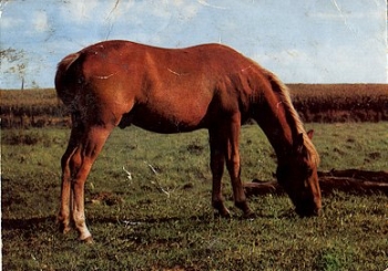Horses * ca. 1970