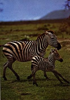 Zebra with foal * ca. 1970