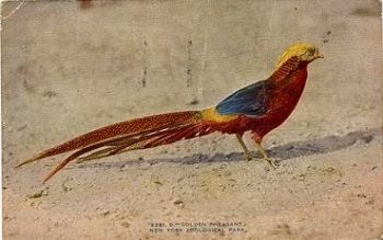 pheasant 7/7/1932