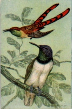 Birds in the tree * ca. 1910
