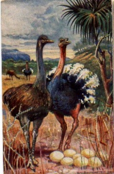 Ostrich pair artist card E. von Baumgarten * ca. 1910
