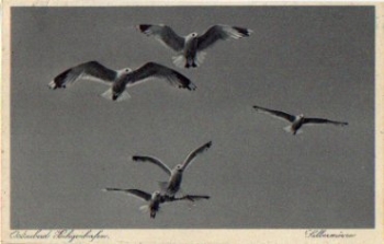 Herring Gulls in Heiligenhafen * around 1950