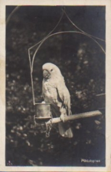 Cockatoo parrot species, real photo * approx. 1910