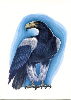 Eagle Artist card * approx. 1970