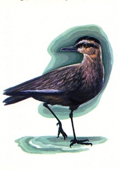 Seagull artist card * ca. 1970
