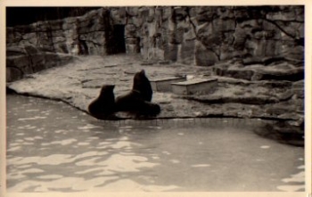 Seehunde, * ca. 1950
