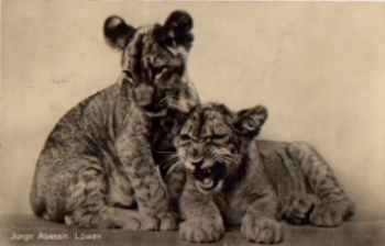 Young lions bred circa 1950