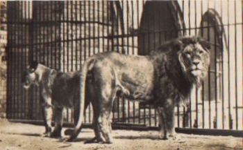 Lions pair real photo * ca.1950