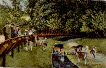 Red deer, deer, o 06.12.1913