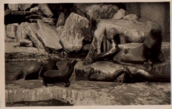 Hamburg Stellingen Carl Hagenbecks Tierpark Zoo Walrosse Seelöwen Seebären * ca. 1950