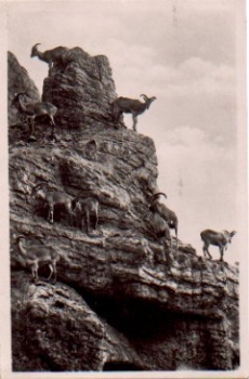 Hamburg Stellingen, Carl Hagenbeck's Tierpark Zoo Mane Sheep o 13.6.1939