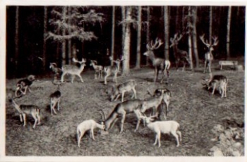 01468 Moritzburg Wild feeding place *approx. 1940