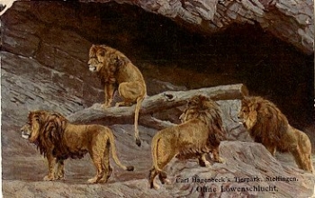 Hamburg Stellingen Hagenbecks Tierpark Zoo lions canyon or 14.9.1913